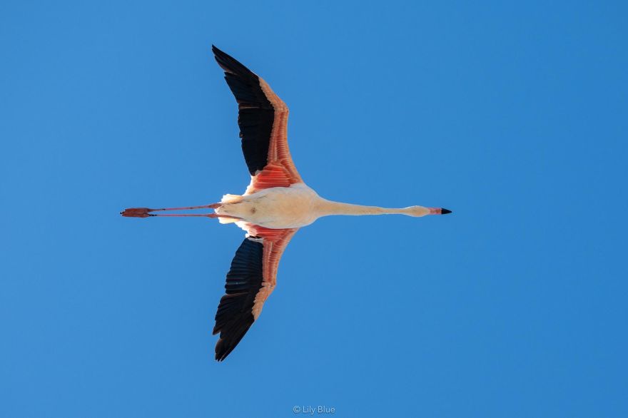 Flamand-Rose-1